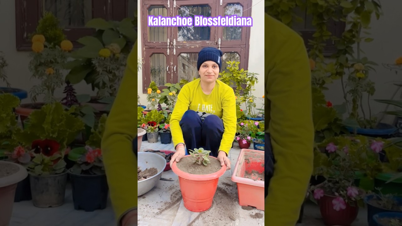 How to planting Kalanchoe Blossfeldiana / Variegated Leaf Plant #gardening flo #houseplantlover