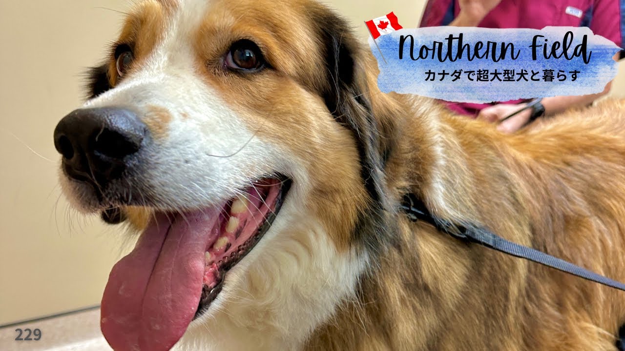 超大型犬ジンのショート武勇伝｜未公開＆NG集 14