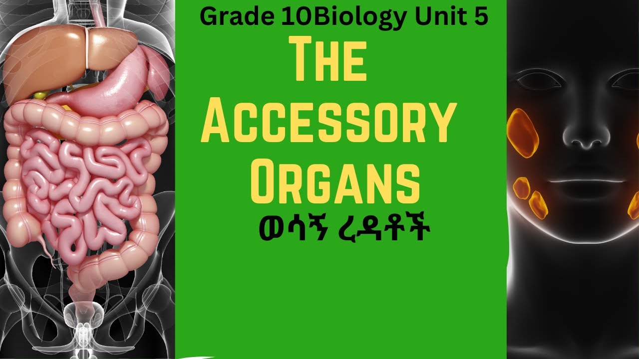 Grade 10 Biology Unit 5: 5.1 The Digestive System - The Accessory Organs  |Saquama