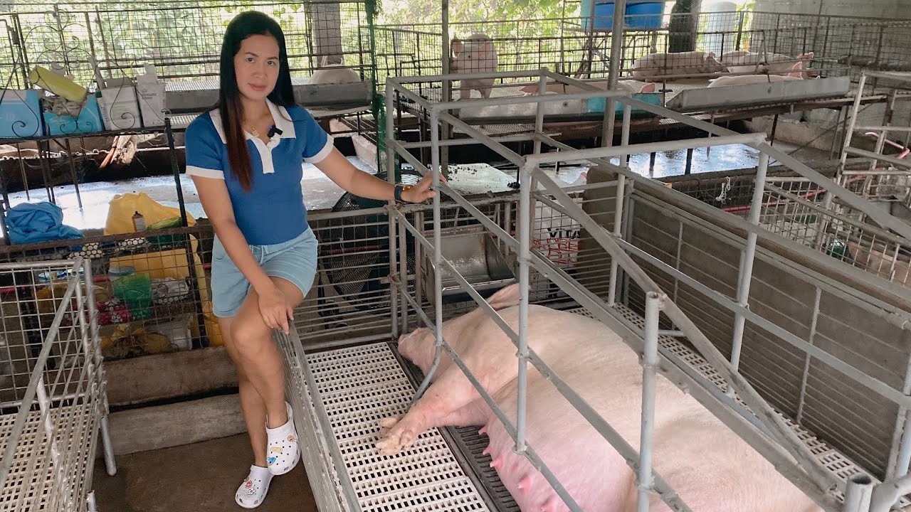 Mga SENYALES na MALAPIT ng manganak ang baboy// Pangatlong ANAKAN ng SOW #1