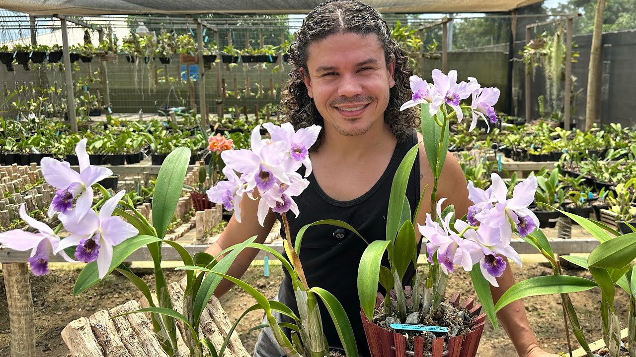 QUE ORQUÍDEAS LINDAS SÃO ESSAS?