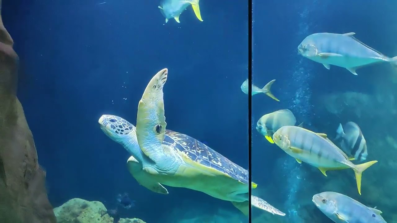 Haus des Meeres &ndash; Aqua Terra Zoo - another public aquarium