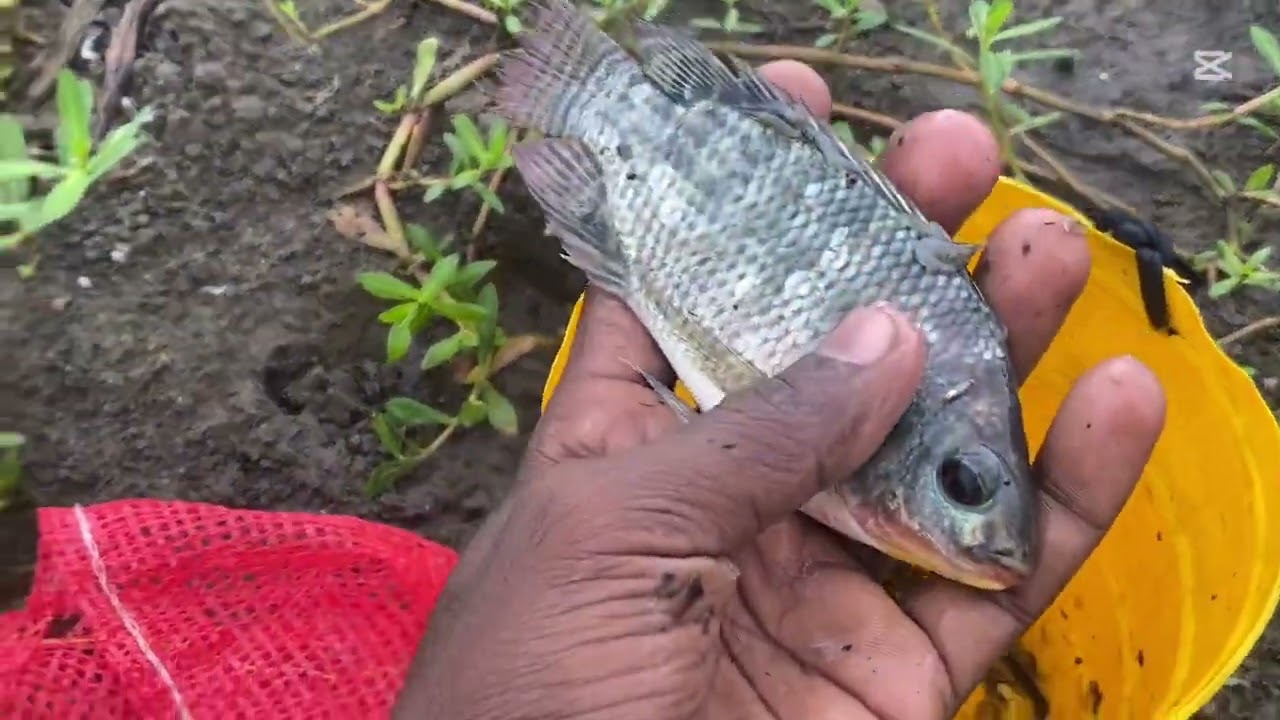 Woow😱 හවස් වරුවේ අහුවෙන මාළු 🐠