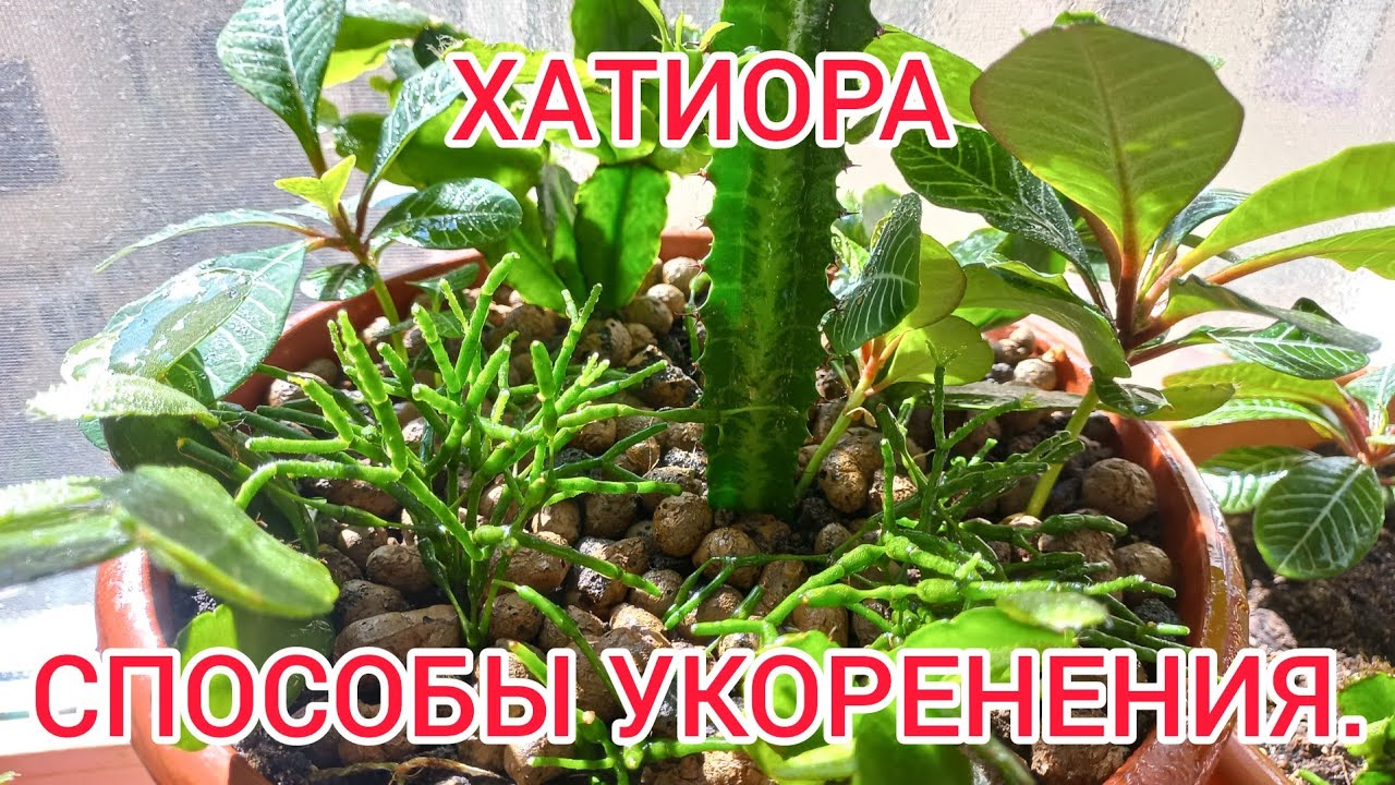 ХАТИОРА. Способы укоренения.Ищу лучший!