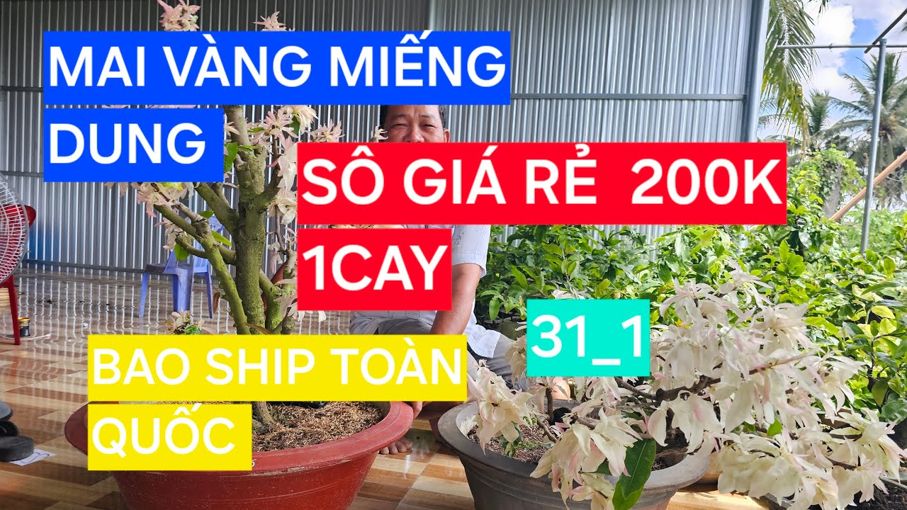 0366 048 123 MAI VÀNG MIẾNG DUNG GIAO LƯU MAI VÀNG CHƠI TẾT