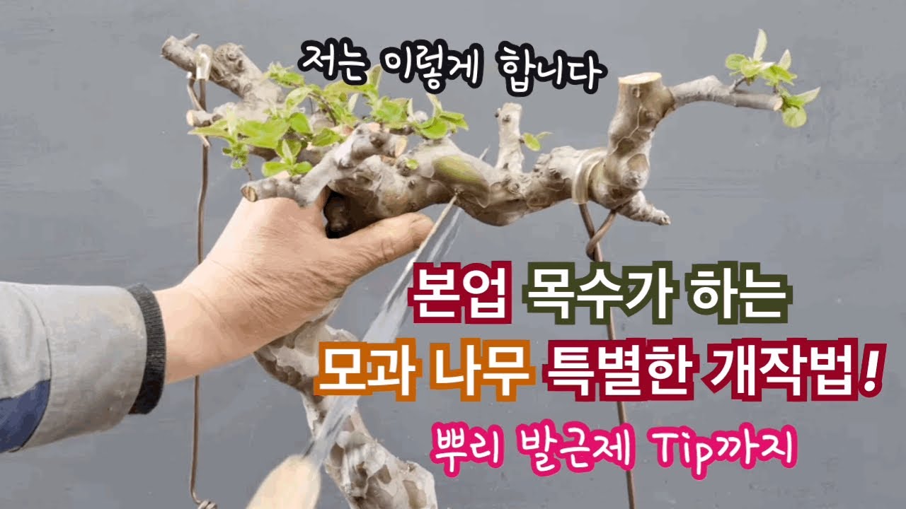 모과나무 특별한개작/이게 가능한가? A special remodeling method for the quince tree/Is this really possible?
