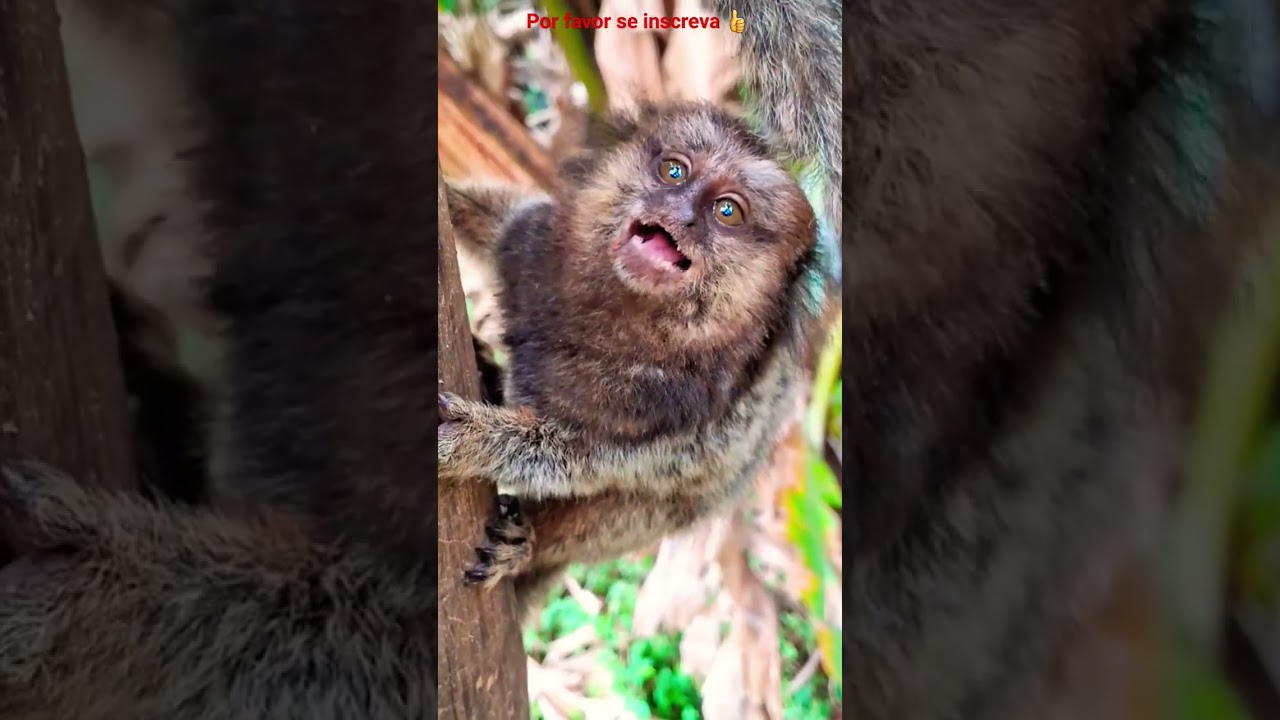 FILHOTE DE SAGUI CHORANDO MUUUITO DE FOME!!!VEJA A CARINHA DE TRISTEZA DELE!!!#monkey