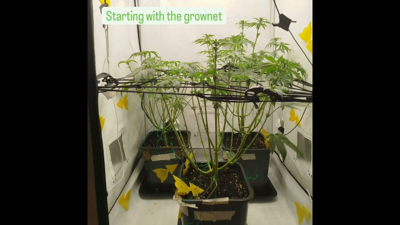 Organic Cannabis Grow, Day 52-56 ! RS 11 - 24K Gold - Cookies Gelato