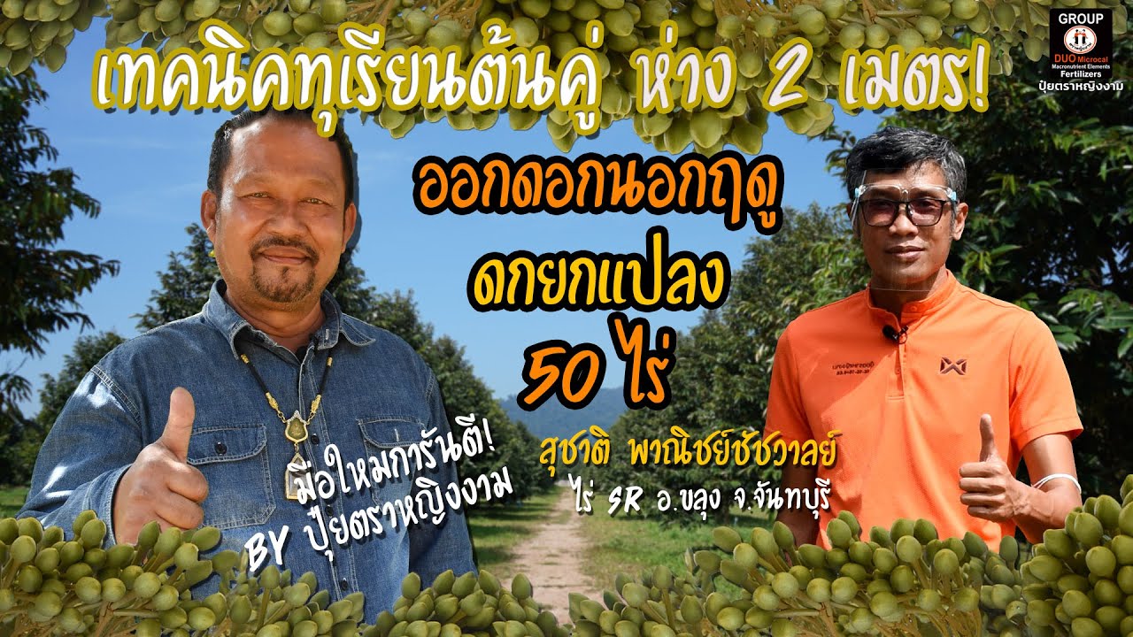 เทคนิคทุเรียนต้นคู่ ระยะห่าง 2 เมตร ออกนอกนอกฤดู ดกยกแปลง 50 ไร่ อ.ขลุง จ.จันทบุรี