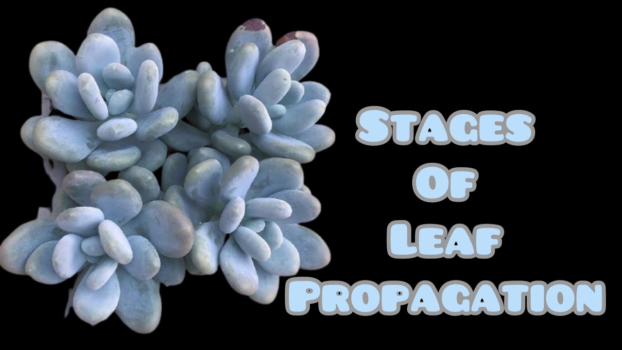 || HOW DOES A SUCCESSFUL LEAF PROPAGATION LOOK LIKE || STAGES OF LEAF PROPAGATION  || MOONSTONE ||