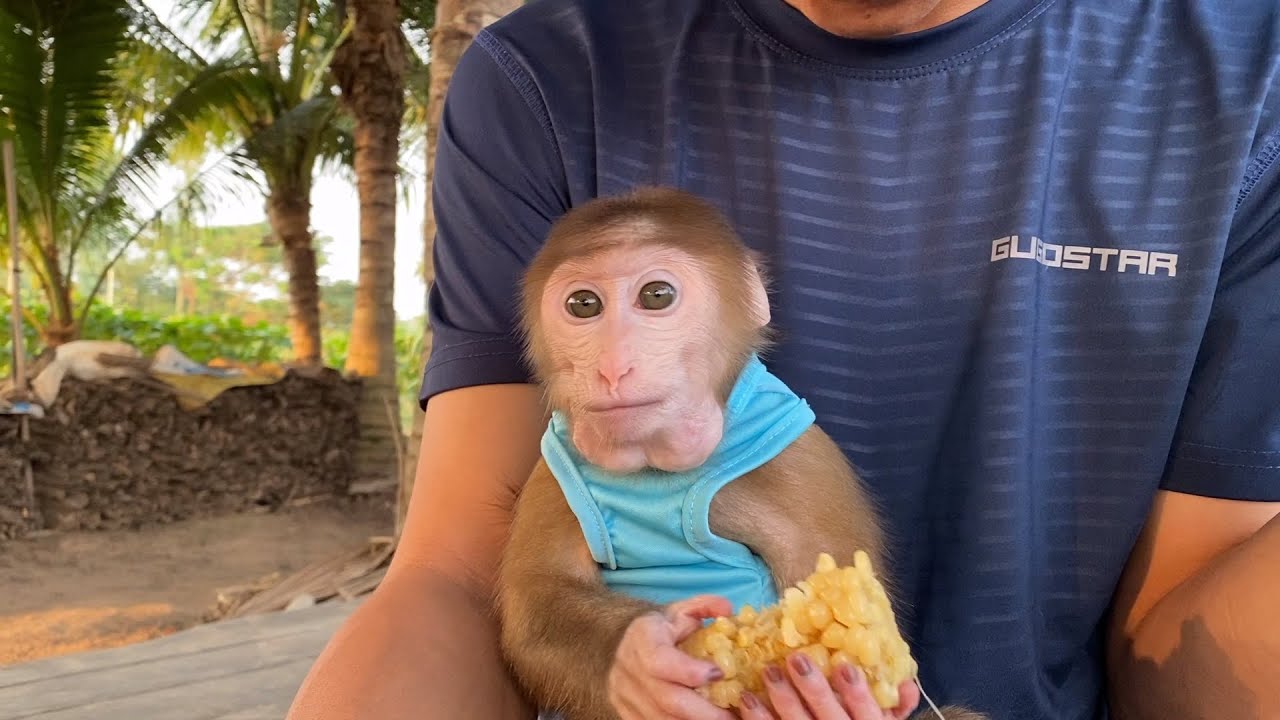 Baby monkey Naa can go out with their parents