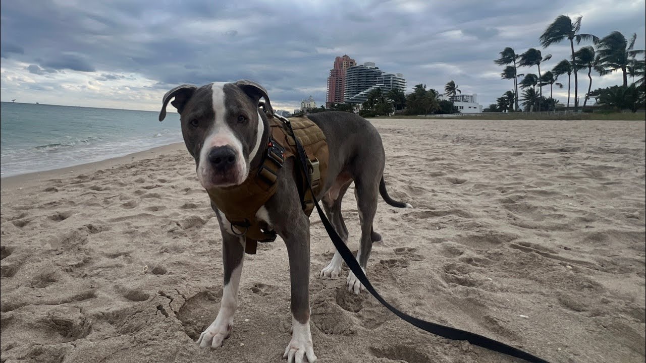 Florida LIVE Fort Lauderdale Beach Exploring February 12, 2026