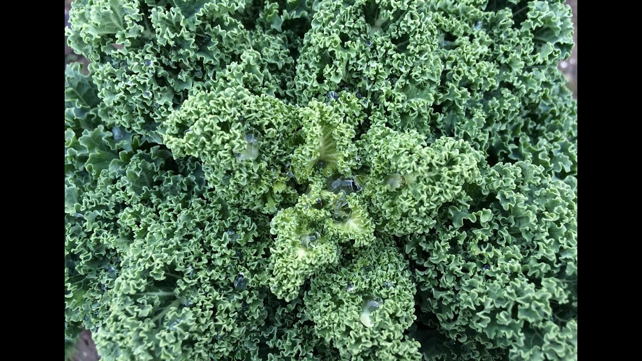 GRÜNKOHL ERNTEN | Ostfriesische Palme im Februar