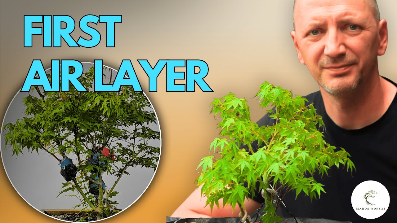 Air Layer Bonsai: Beginner's First Maple Tutorial