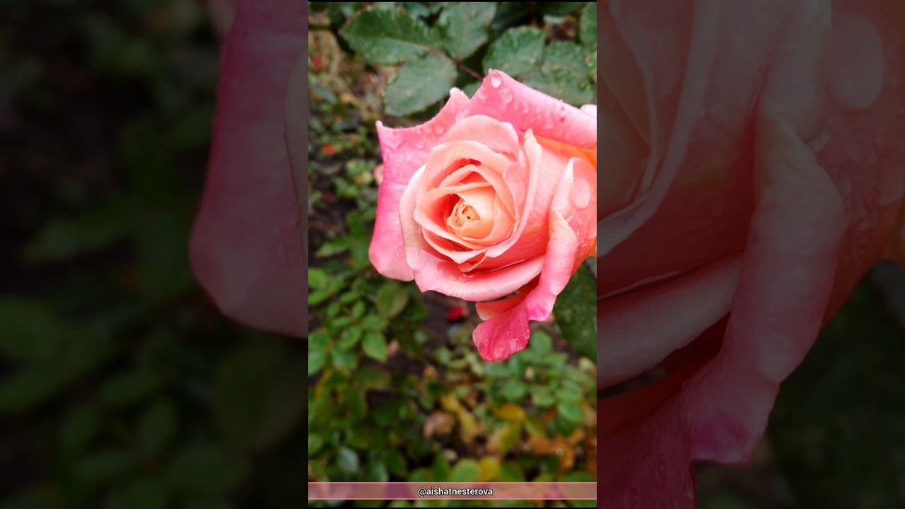 ПОСМОТРИТЕ😍 наши розы в ДЕКАБРЕ после дождя🌧 OUR roses in DECEMBER after the rain🥰 