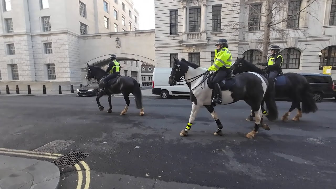 POLICE HORSES going back to the stables from the Horse Guards London #horselove #horse 