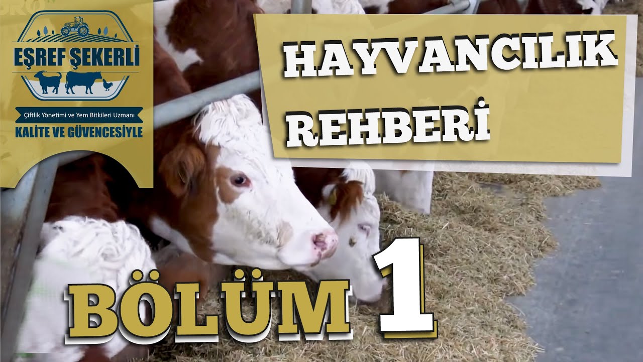 Hayvancılık Rehberi - 11 Şubat 2020 -  B&ouml;l&uuml;m 1 #HayvancılıkRehberi