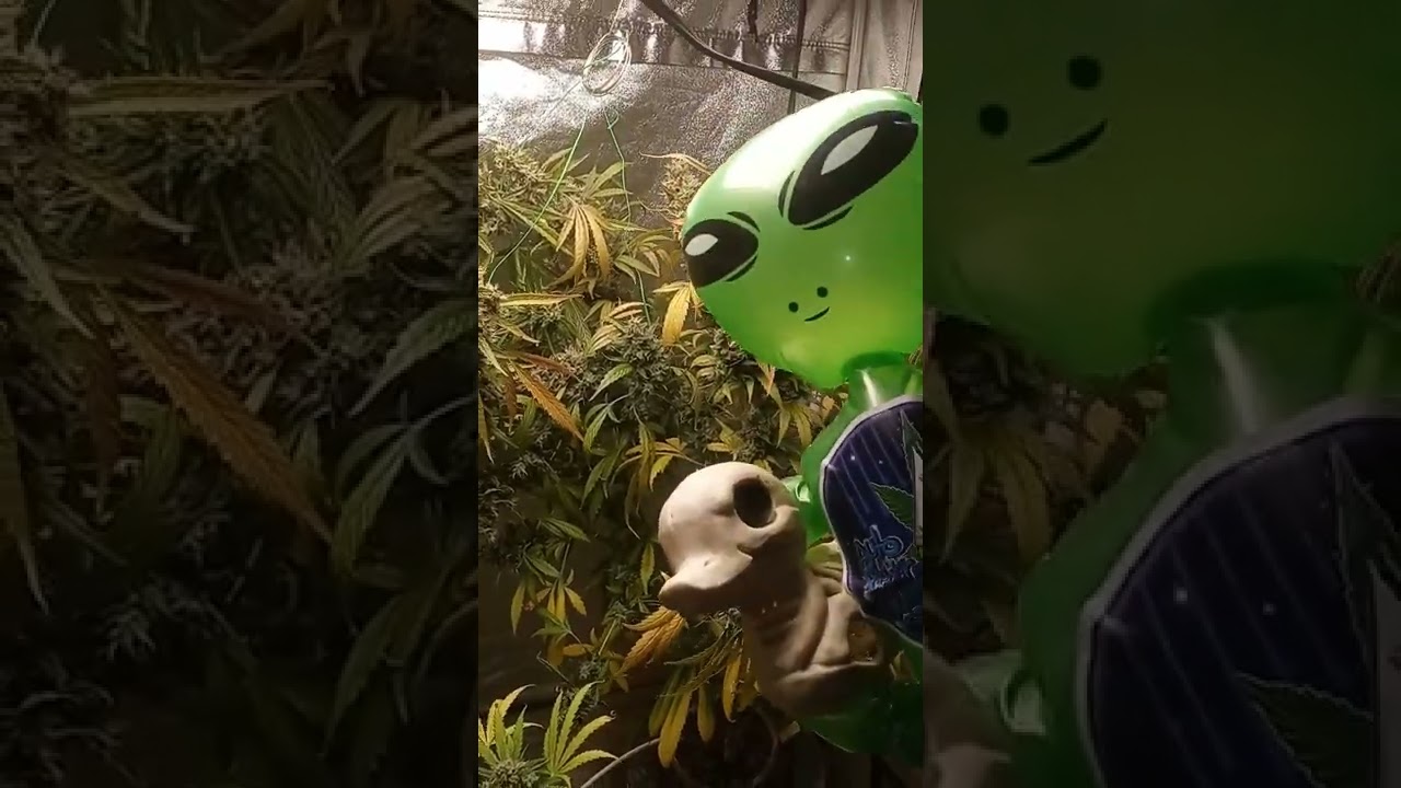 THC Tones DWC Blueberry Runtz.💚🌲🥴