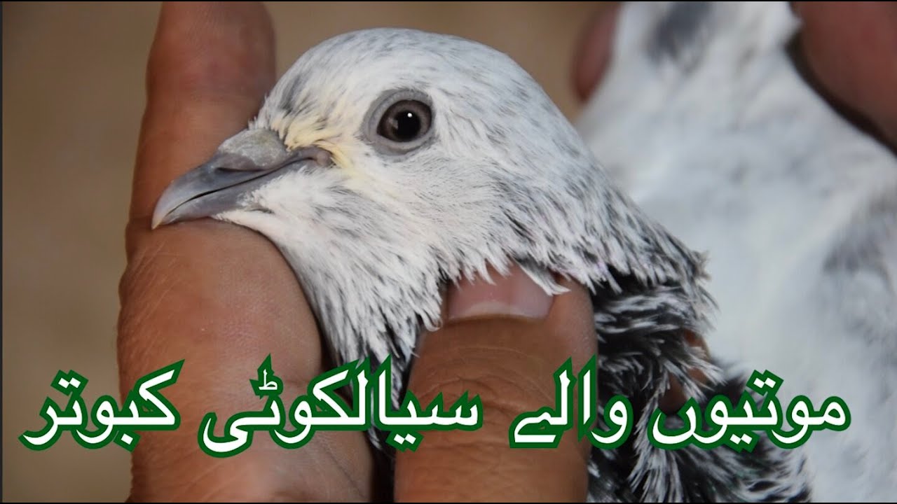 موتیوں والے سیالکوٹی کبوتر | Mohsin Naqvi : 🇵🇰+92 321 6126212🇵🇰