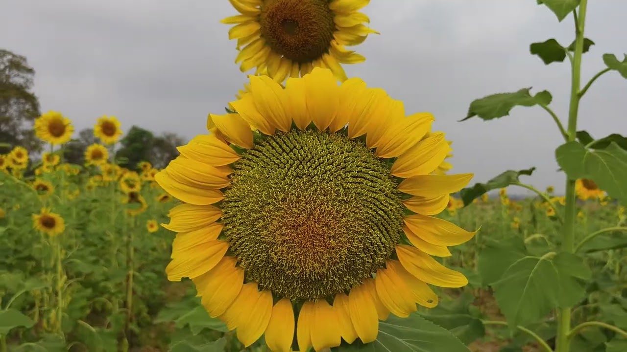 ଜିତେନ୍ଦ୍ର ମହାପାତ୍ର ଙ୍କ ସୂର୍ଯ୍ୟମୁଖୀ ଚାଷ || ବଡବେରେଣା || sunflower farming || #trending #agriculture 