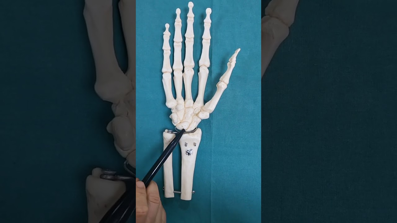 Ön kol ve el kemikleri