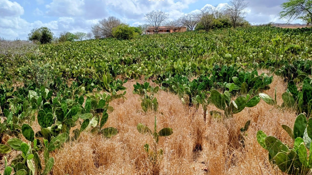 CONSÓRCIO DE PALMA E BUFFEL, CONVIVENDO NO SEMIÁRIDO. 