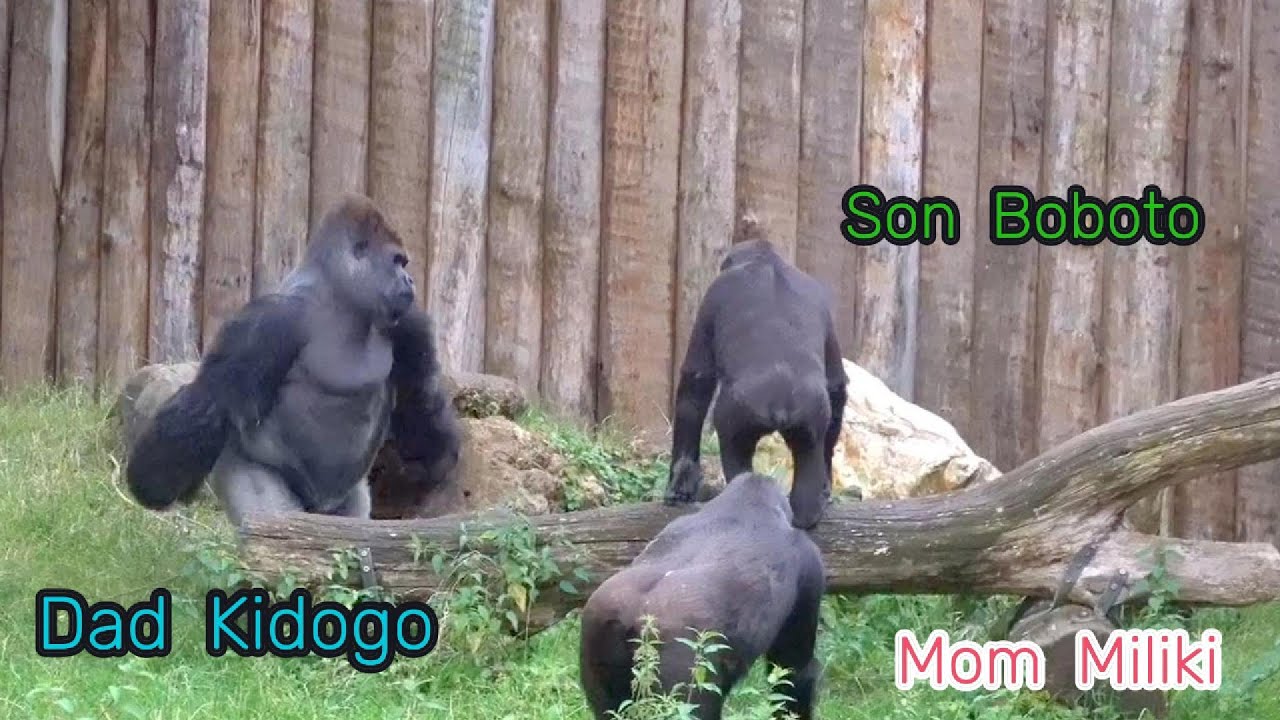 Gorilla Sons Enjoy Peace and Quiet | The Kidogo’s Family ♥️