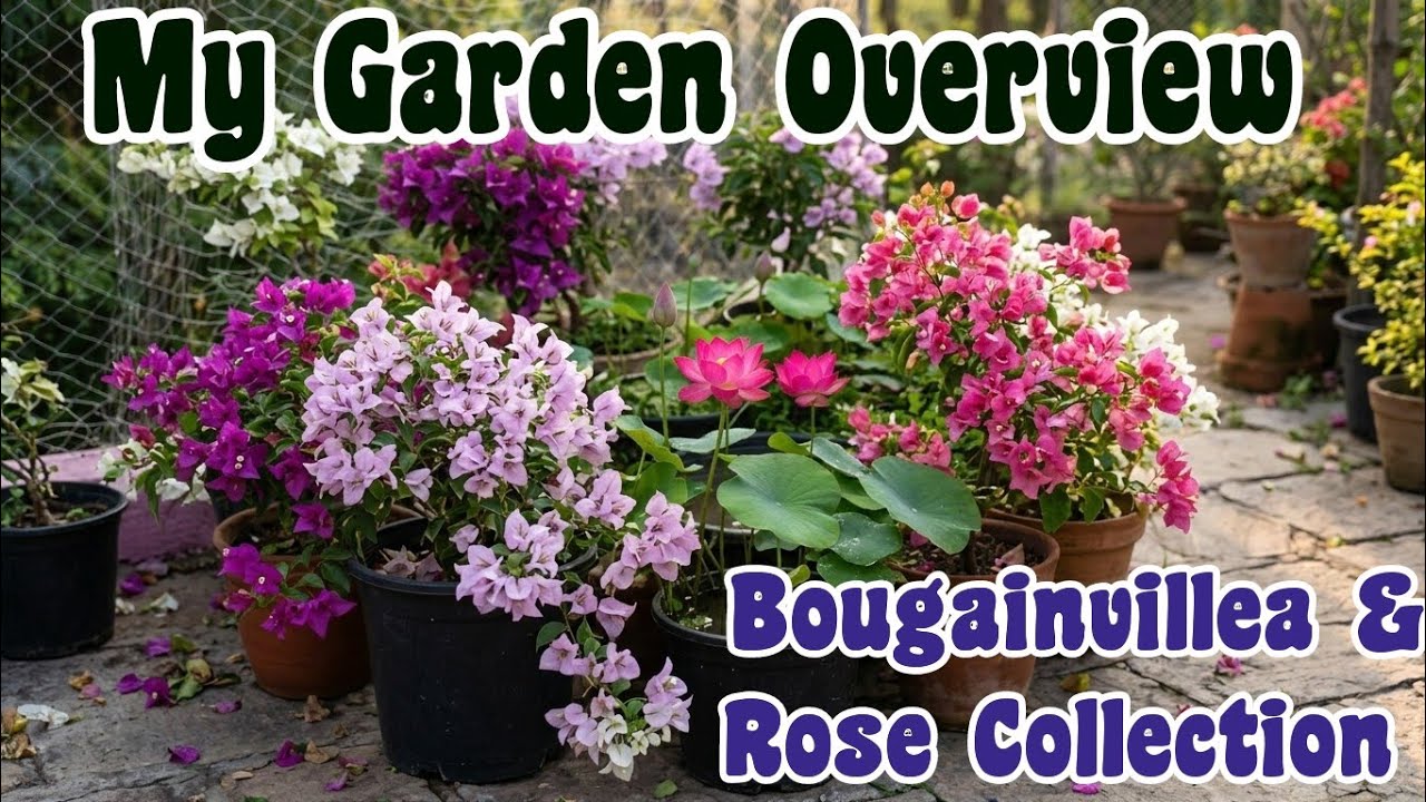 My Garden Overview with Bougainvillea/Roses/Kalanchoe & other plants