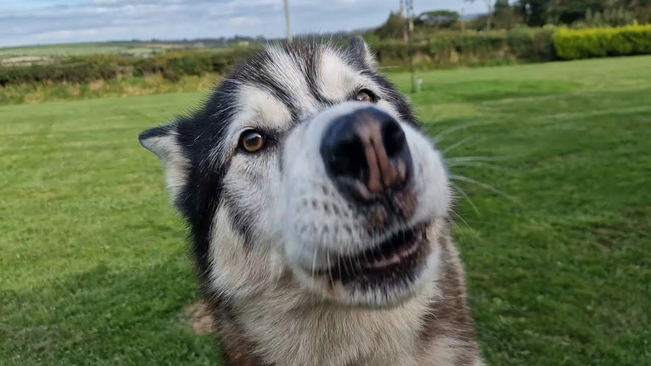 Husky See's The Final Result Of His Garden!