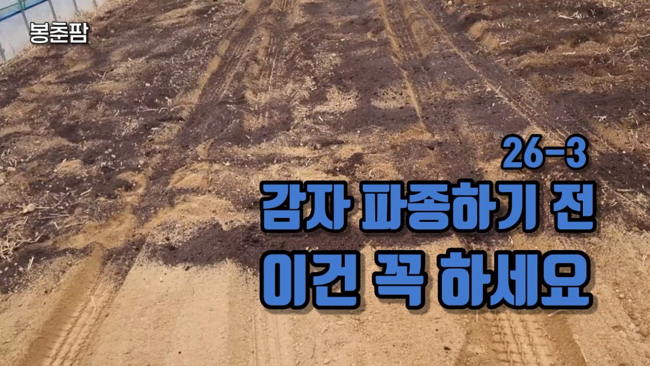 감자밭 퇴비 뿌리는법, 두백과 수미 차이