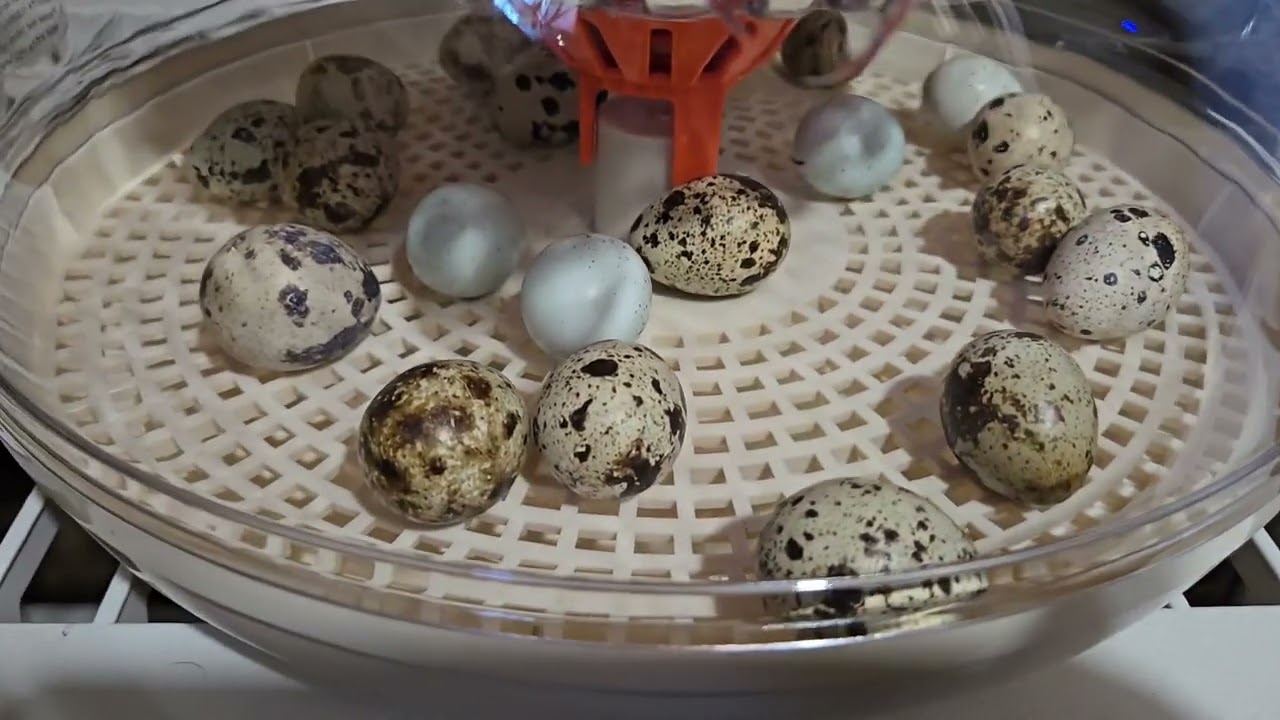 Pipping Quail Eggs in My Apdoe Incubator | Step-by-Step Guide to Hatching Success