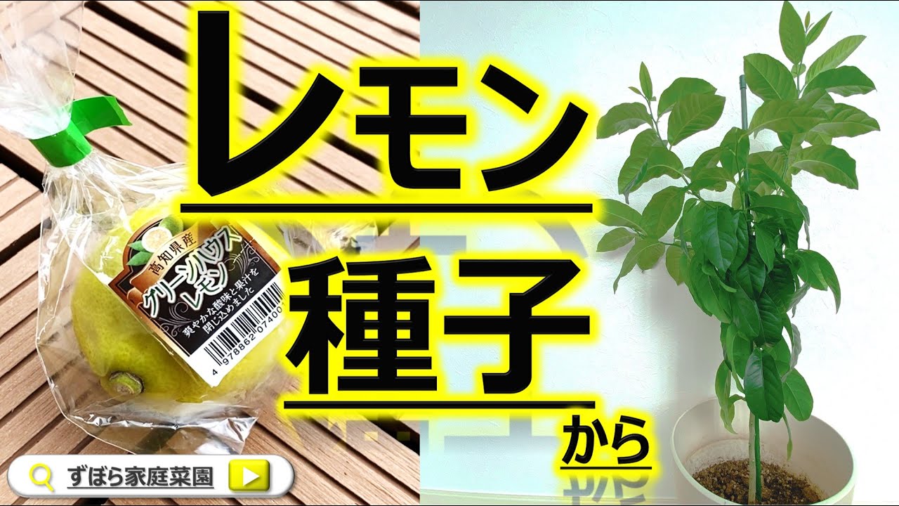 レモンの種子からプランター栽培＆水耕栽培に挑戦！一年経過時の成長記録