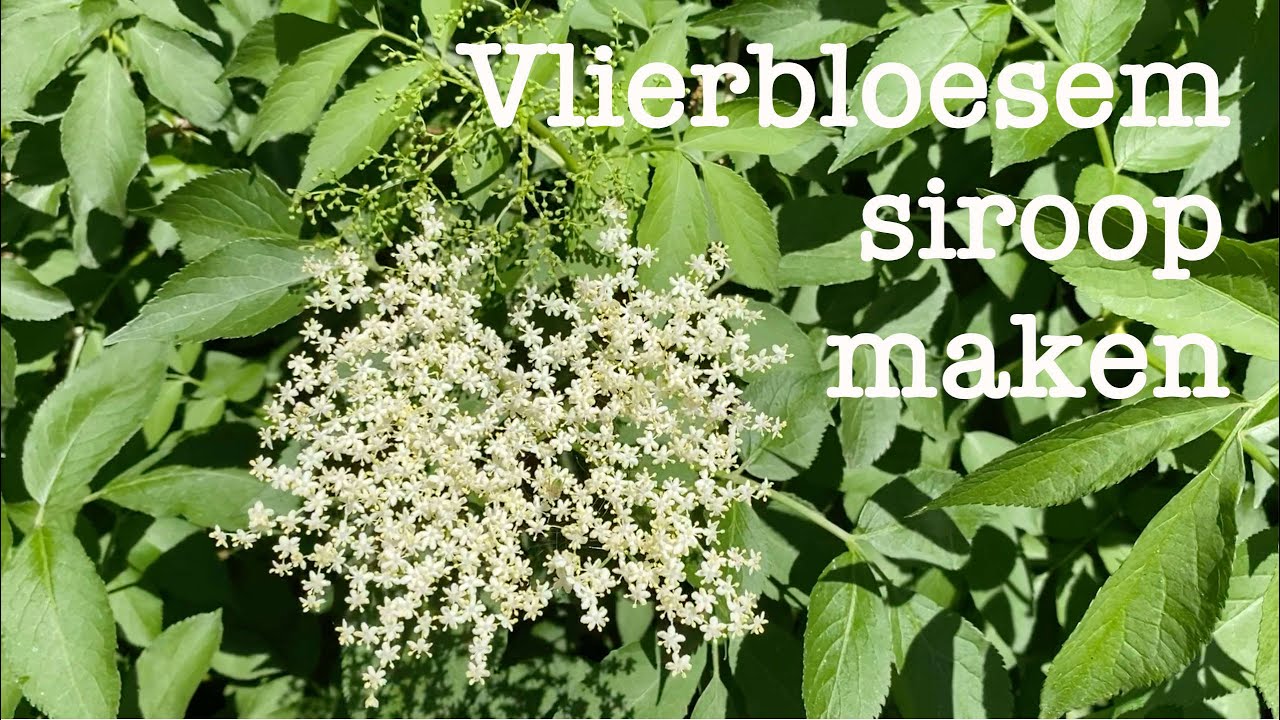 Vlierbloesemsiroop maken