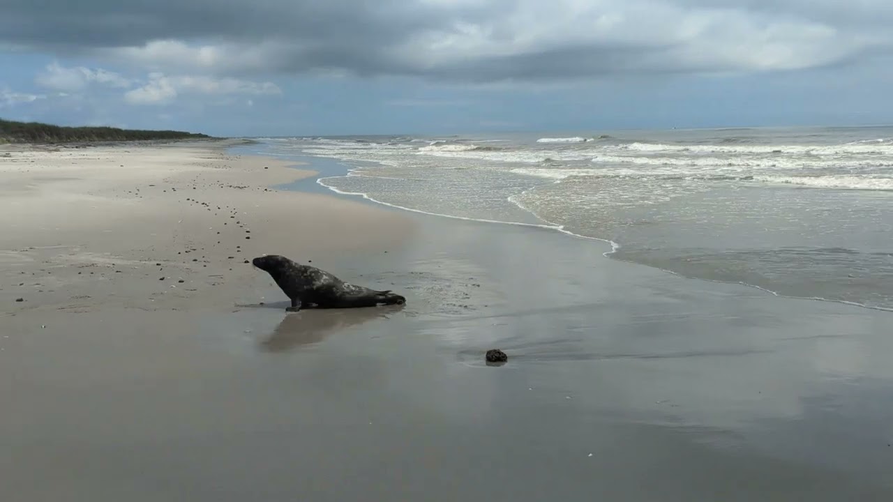 Release Day for Three Grey Seals -July 15, 2025