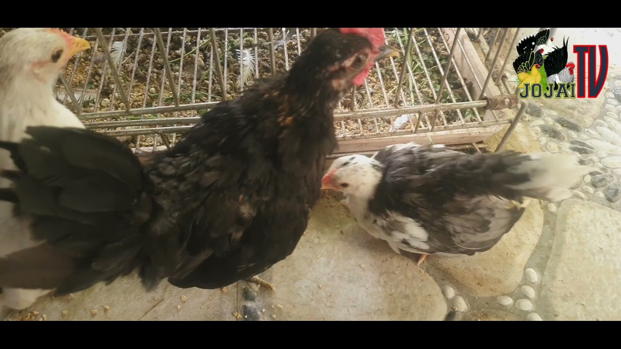 Serama Bantam Set them free once in a while