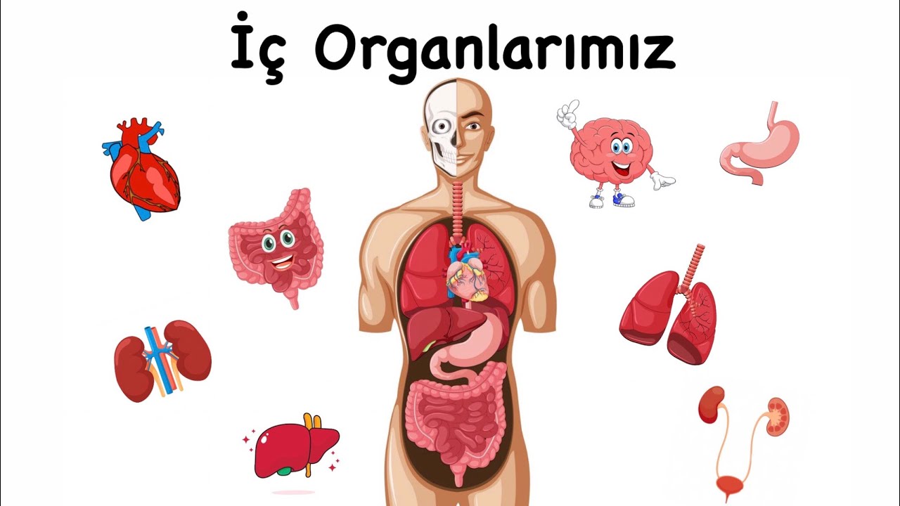 İç Organlarımız - Organlarımızın İşlevleri - Eğitici Animasyon
