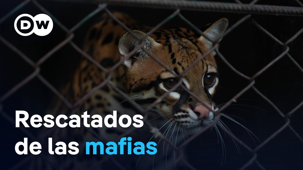 Así opera el tráfico ilegal de especies en Colombia