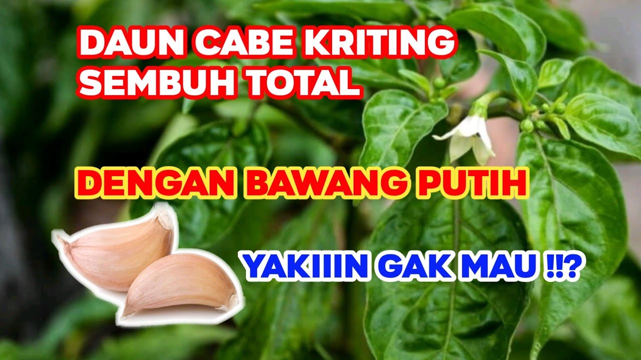Cara sembuh kan daun cabe kriting dengan bawang putih