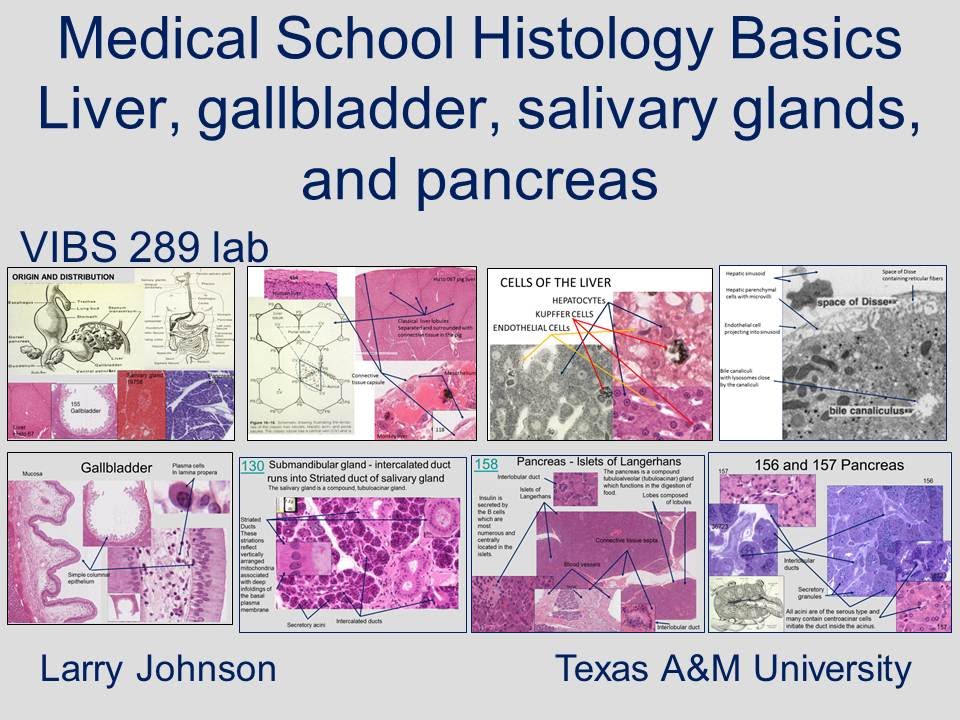 Medical School Histology Basics - Liver, gallbladder, salivary glands, and pancreas