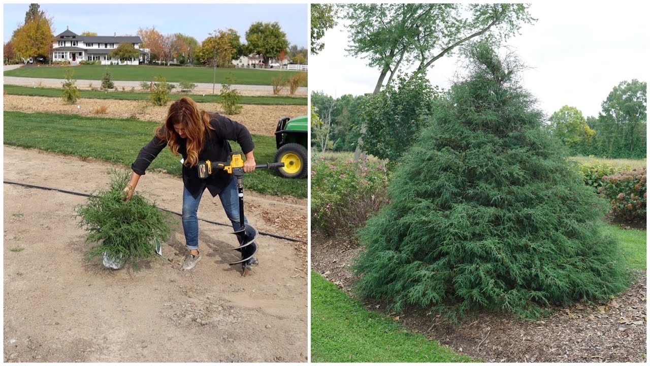 Planting A ‘Haywire’ Cypress & ‘Skinny Fit’ Gingko! 🌳🌿🌲 // Garden Answer