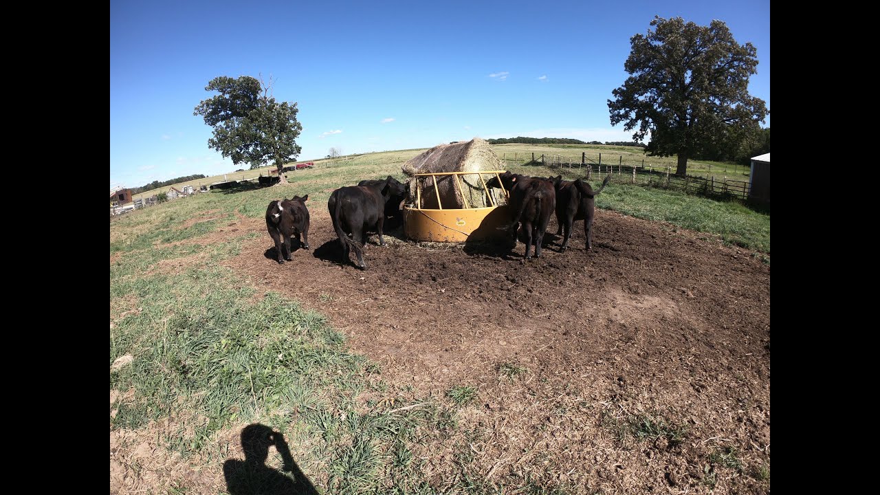 Moving Pigs and Haying Cattle