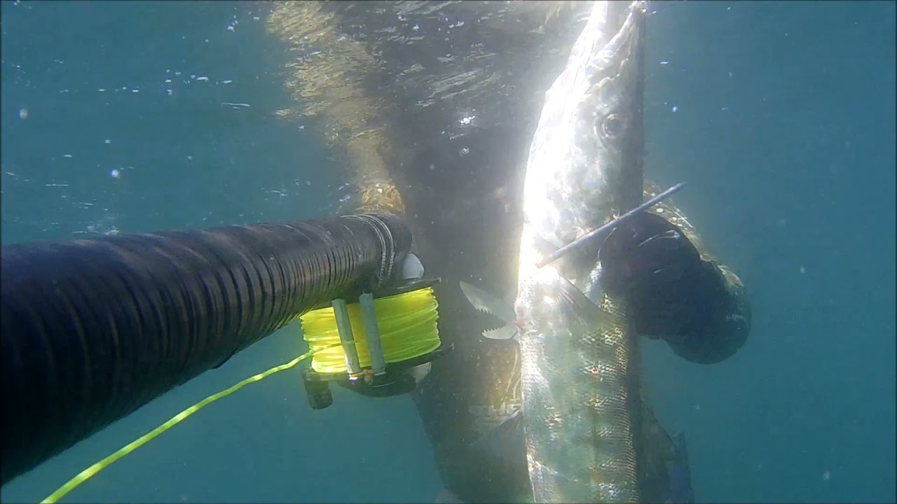 PESCA SUBACQUEA - CLASSICHE PREDE DI GIUGNO