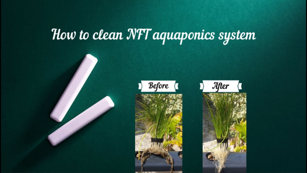 How to clean NFT aquaponics system
