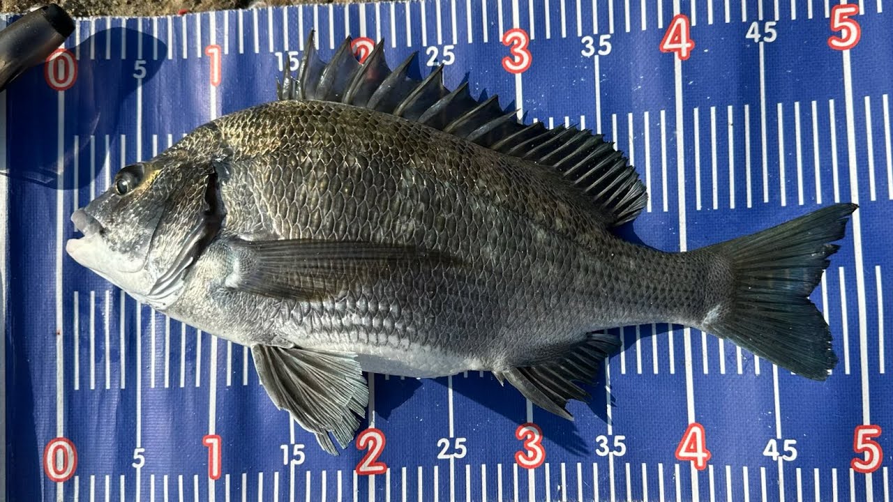 紀州釣25/12/2025聖誕節50cm黑沙、牛屎黃立倉雞魚絲立，SHIMANO FIREBLOOD SCHEMER 1.1-530使用@MARUKYU糠蝦公主MSP添加粒SET100醃製蝦仁常温練餌