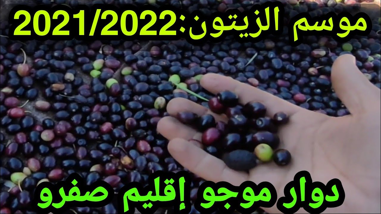 موسم الزيتون 2021/2022: منطقة موجو الغنية بالزيتون إقليم صفرو