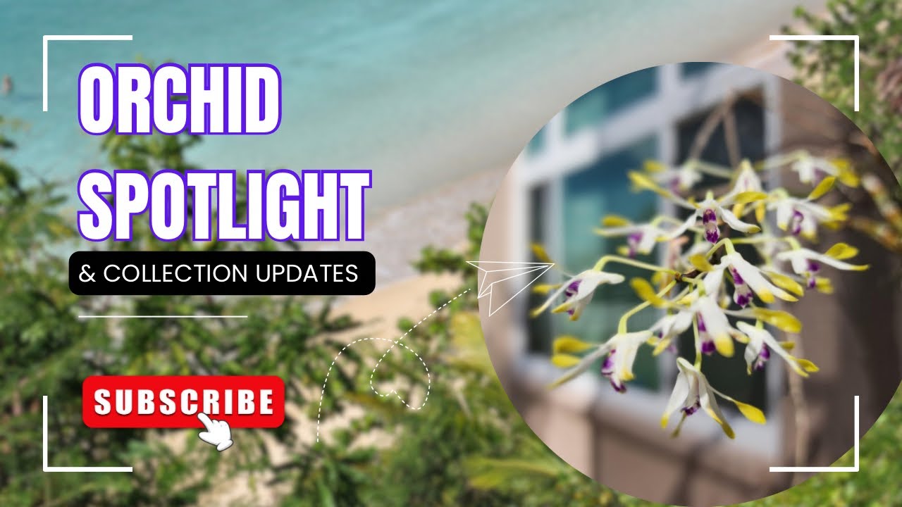 Orchid Spotlight + Collection Updates 🪴