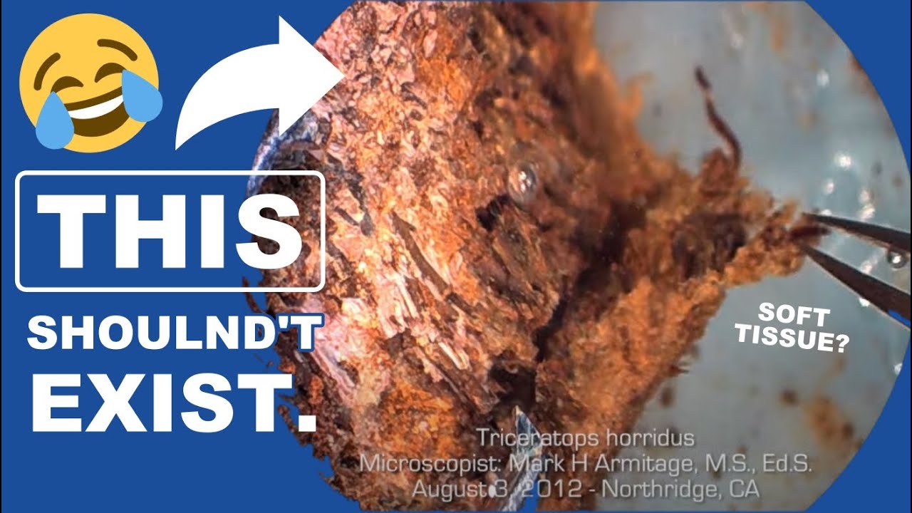 Scientists Find SOFT, STRETCHY TISSUE In Dinosaur Bones!