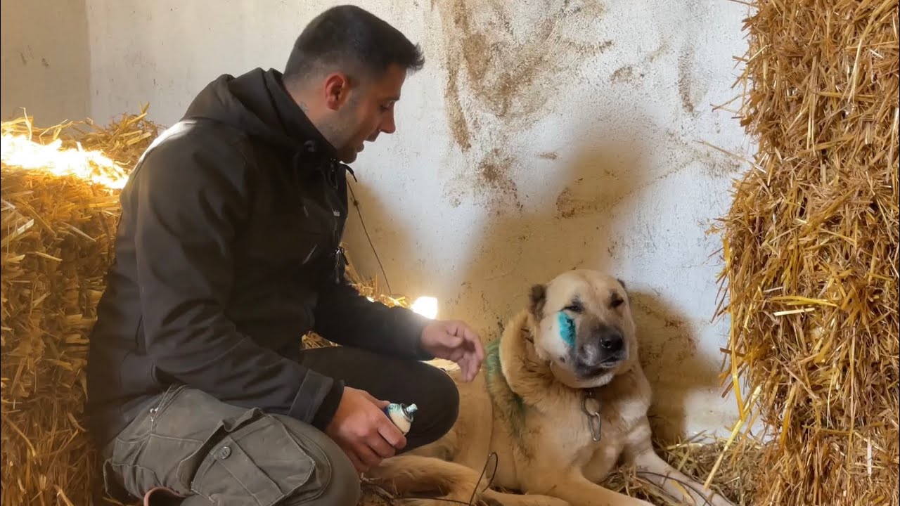 WOLF PACK ATTACKED TO KANGAL GOT BIG WOUND 🤦🏽‍♂️