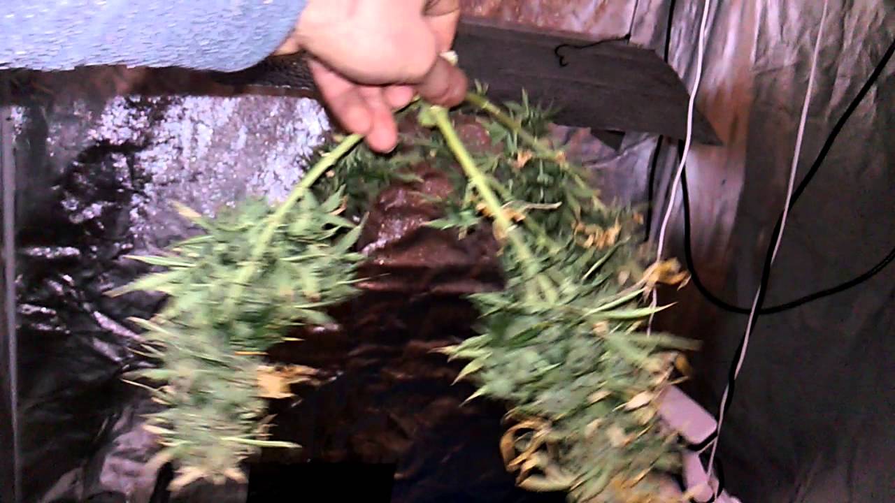 After harvest drying time