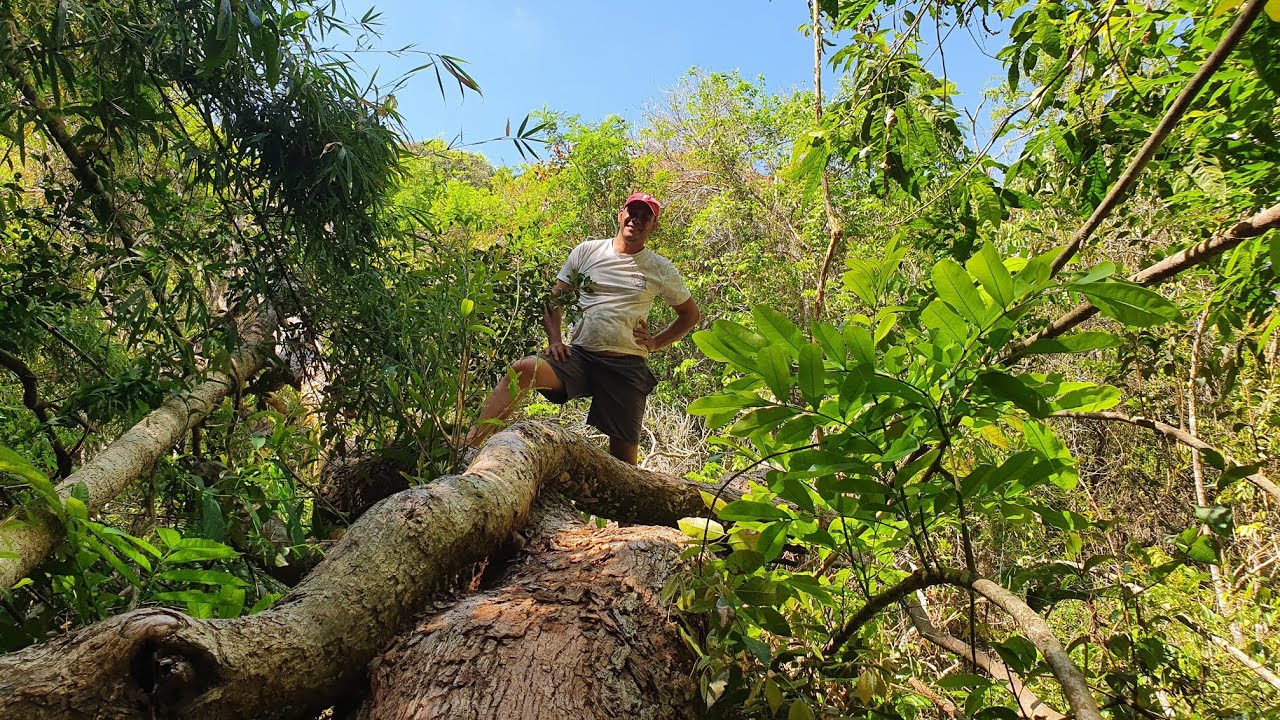 Bonsai Adventure, em Busca da Serrapilheira